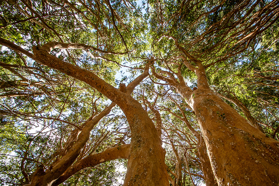 Ecohosting: We've Planted 5,000 Trees With Ecologi!