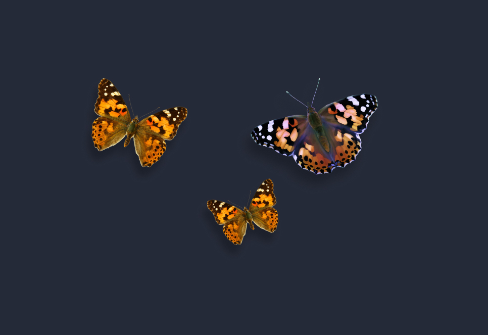 Limely Welcomes Insect Lore