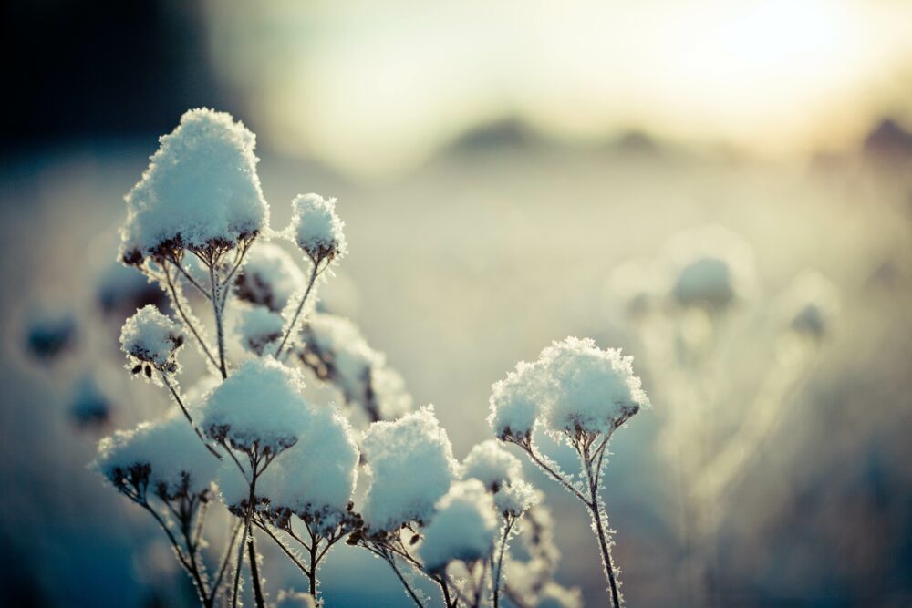 Our Monthly Round-Up: January