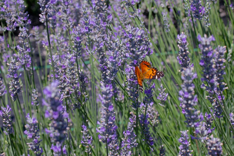 Our Monthly Round-Up: June