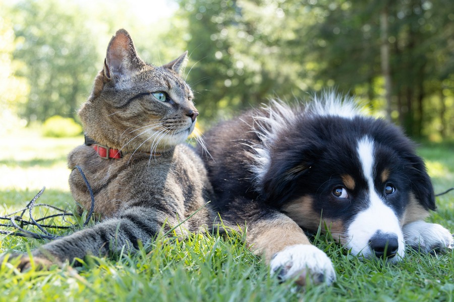 Top 10 Pet Brand Ecommerce Websites